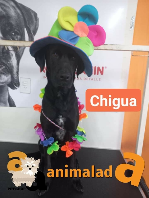 Cliente 434 - CHIGUA