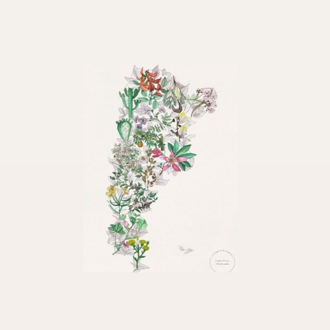 LAMINA ARG. ILUSTRADA FLORA